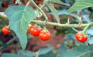 farm-tomatoes