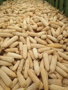 Corn Resized