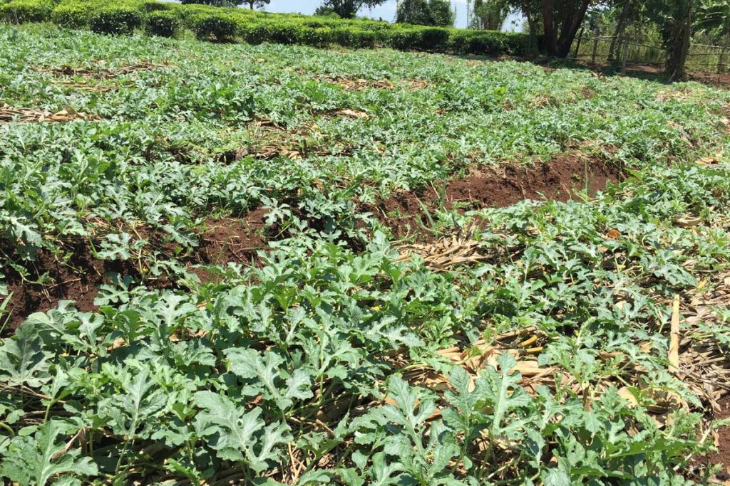 farm-watermelon